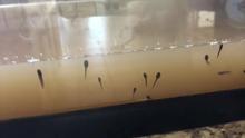 At Home Learning: Abigail's Tadpoles